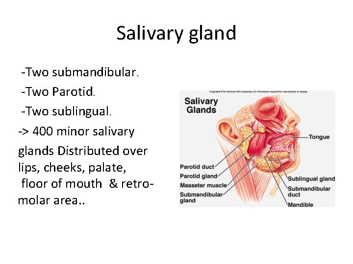 Salivary gland -Two submandibular. -Two Parotid. -Two sublingual. -> 400 minor salivary glands Distributed