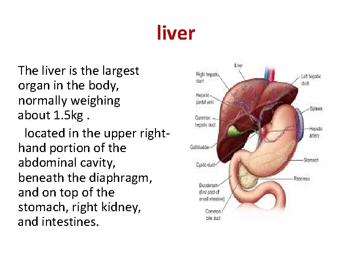 liver The liver is the largest organ in the body, normally weighing about 1.