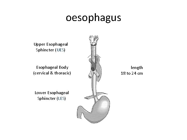 oesophagus Upper Esophageal Sphincter (UES) Esophageal Body (cervical & thoracic) Lower Esophageal Sphincter (LES)