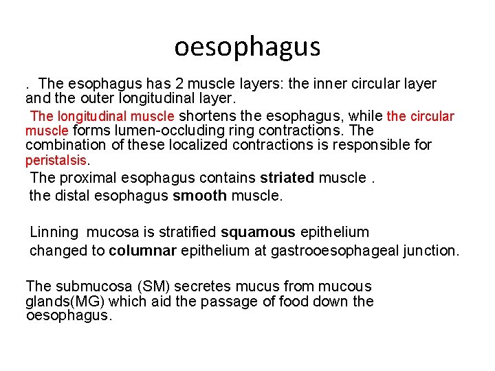 oesophagus. The esophagus has 2 muscle layers: the inner circular layer and the outer