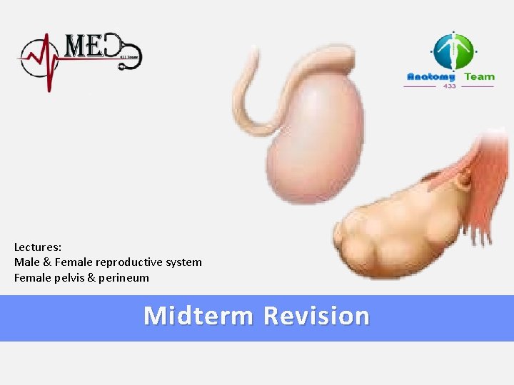 Lectures: Male & Female reproductive system Female pelvis & perineum Midterm Revision 