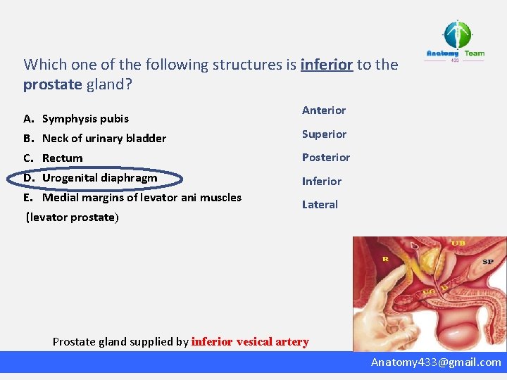 Which one of the following structures is inferior to the prostate gland? A. Symphysis
