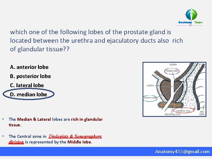 which one of the following lobes of the prostate gland is located between the