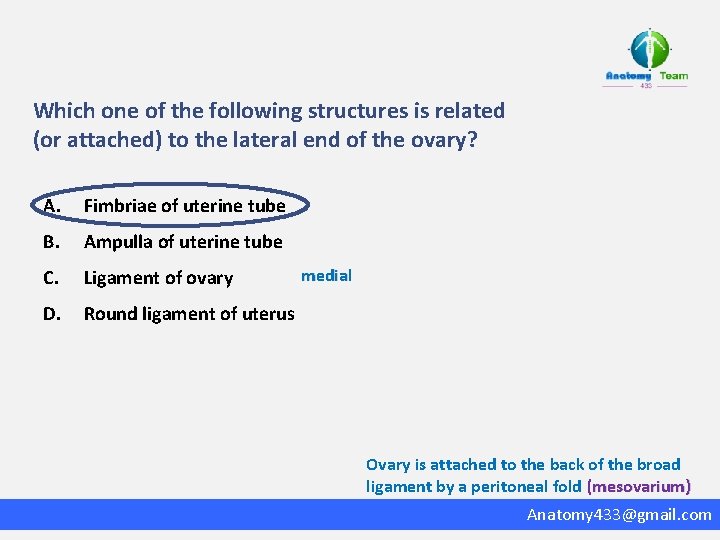 Which one of the following structures is related (or attached) to the lateral end