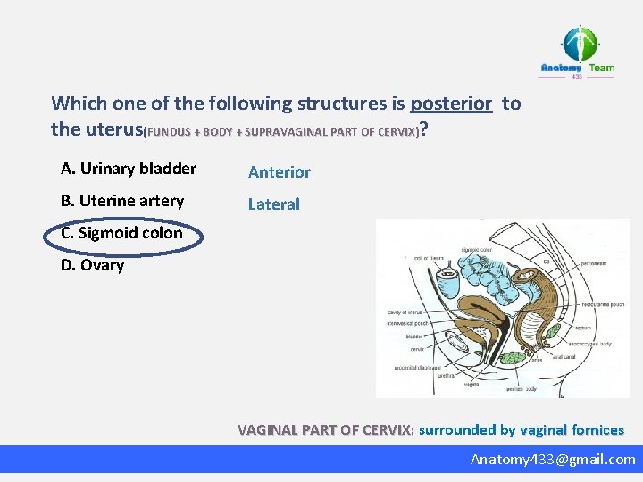 Which one of the following structures is posterior to the uterus(FUNDUS + BODY +