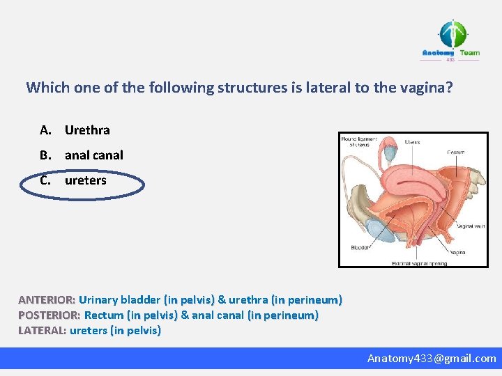 Which one of the following structures is lateral to the vagina? A. Urethra B.