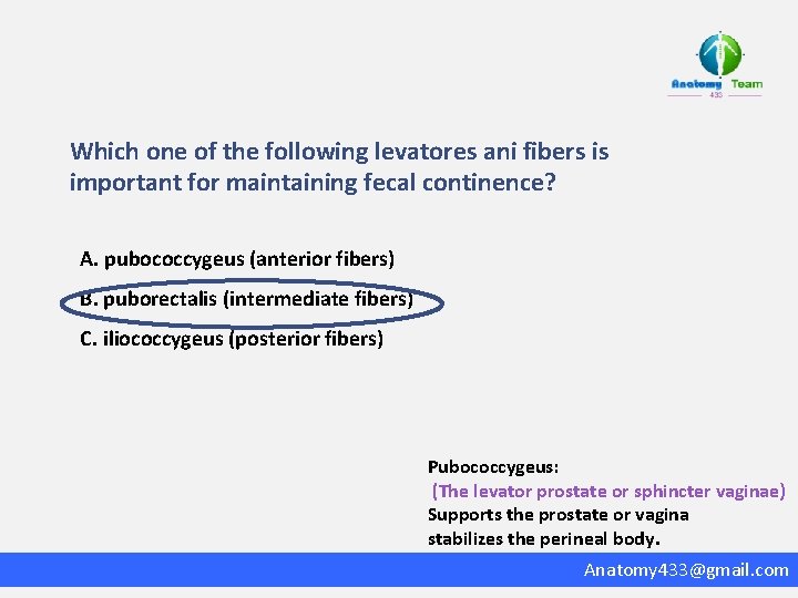 Which one of the following levatores ani fibers is important for maintaining fecal continence?