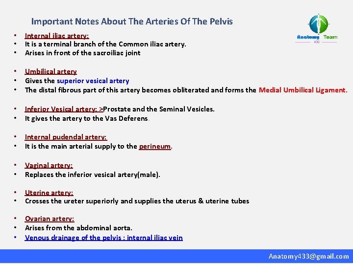 Important Notes About The Arteries Of The Pelvis • • • Internal iliac artery: