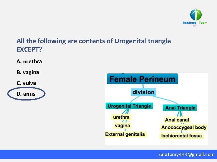 All the following are contents of Urogenital triangle EXCEPT? A. urethra B. vagina C.