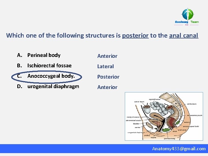 Which one of the following structures is posterior to the anal canal A. Perineal