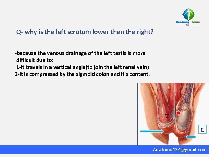 Q- why is the left scrotum lower then the right? -because the venous drainage