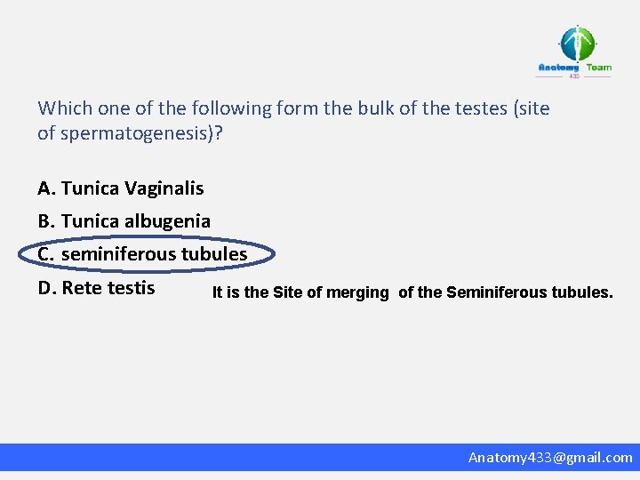 Which one of the following form the bulk of the testes (site of spermatogenesis)?