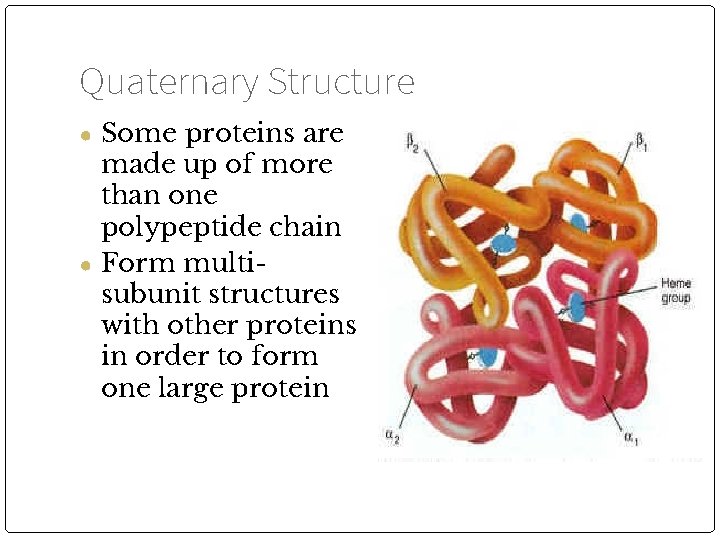 Quaternary Structure ● Some proteins are made up of more than one polypeptide chain