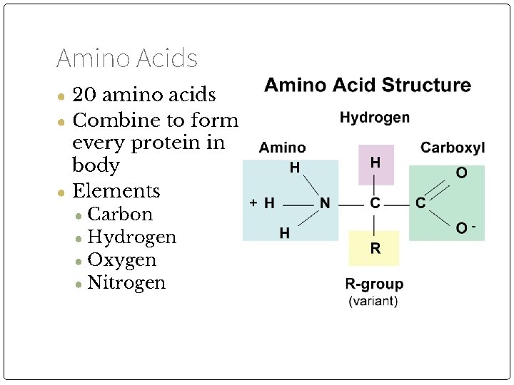 Amino Acids ● 20 amino acids ● Combine to form every protein in body