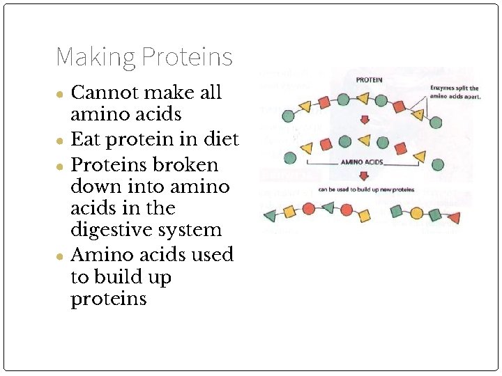 Making Proteins ● Cannot make all amino acids ● Eat protein in diet ●