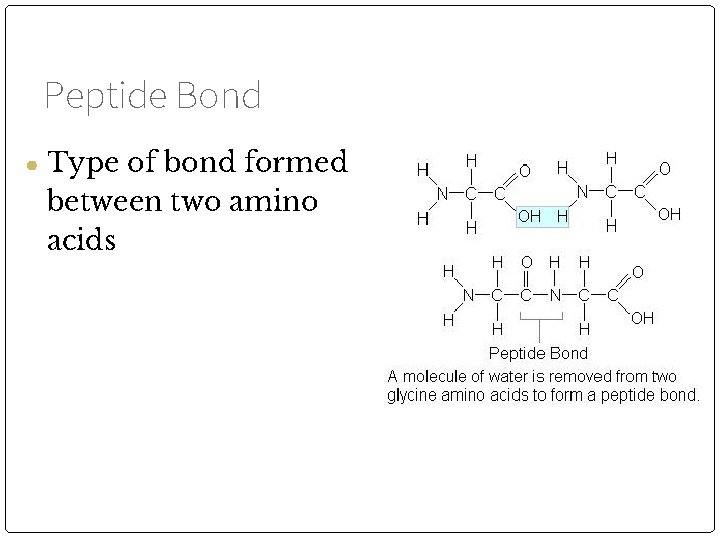 Peptide Bond ● Type of bond formed between two amino acids 