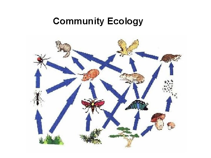 Community Ecology 