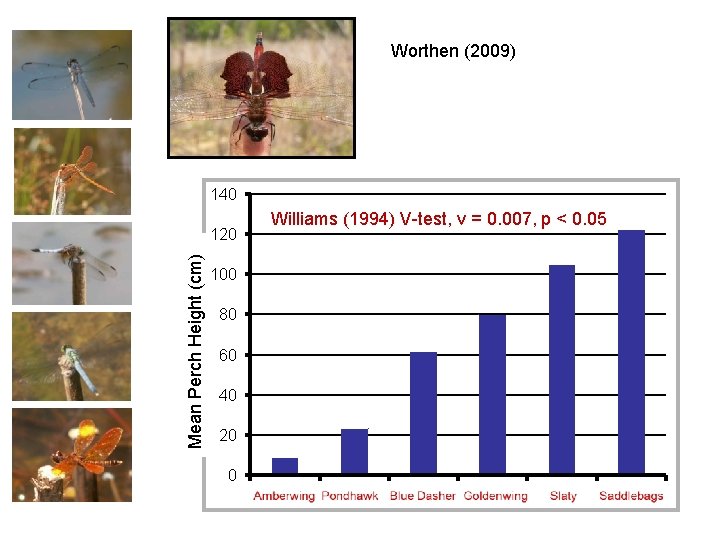 Worthen (2009) 140 Mean Perch Height (cm) 120 Williams (1994) V-test, v = 0.