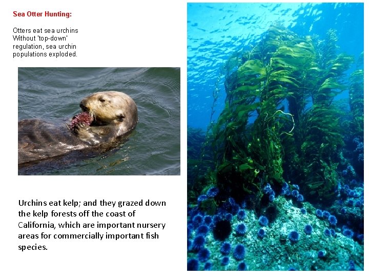 Sea Otter Hunting: Otters eat sea urchins Without ‘top-down’ regulation, sea urchin populations exploded.