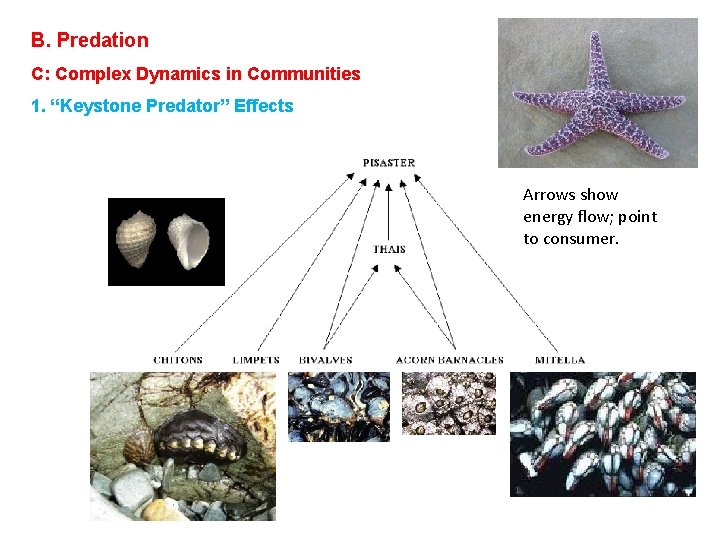 B. Predation C: Complex Dynamics in Communities 1. “Keystone Predator” Effects Arrows show energy