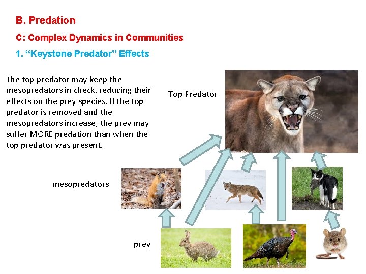 B. Predation C: Complex Dynamics in Communities 1. “Keystone Predator” Effects The top predator