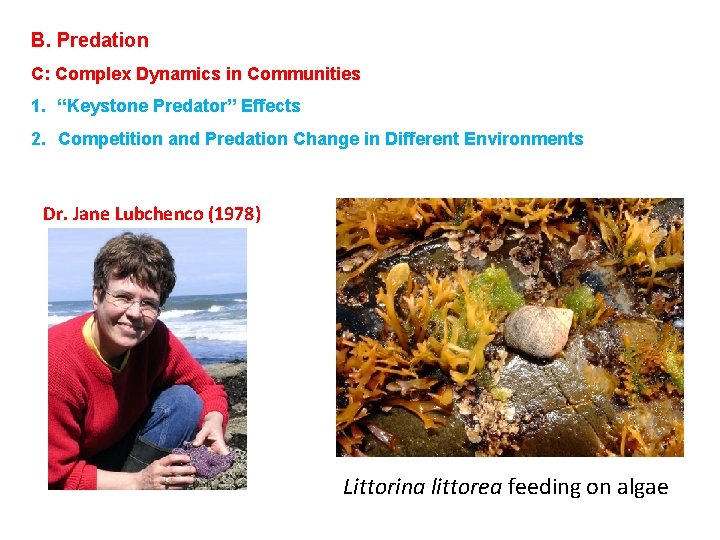 B. Predation C: Complex Dynamics in Communities 1. “Keystone Predator” Effects 2. Competition and B. Predation C: Complex Dynamics in Communities 1. “Keystone Predator” Effects 2. Competition and