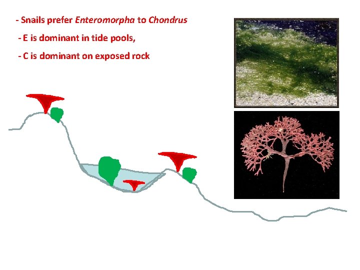 - Snails prefer Enteromorpha to Chondrus - E is dominant in tide pools, -