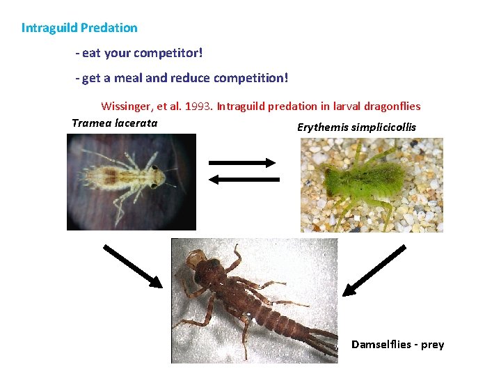 Intraguild Predation - eat your competitor! - get a meal and reduce competition! Wissinger, Intraguild Predation - eat your competitor! - get a meal and reduce competition! Wissinger,