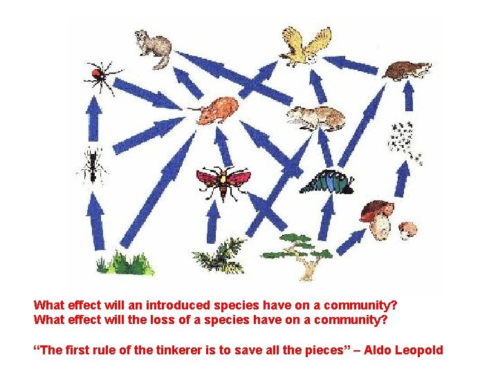 What effect will an introduced species have on a community? What effect will the