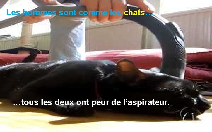 Les hommes sont comme les chats… …tous les deux ont peur de l’aspirateur. 