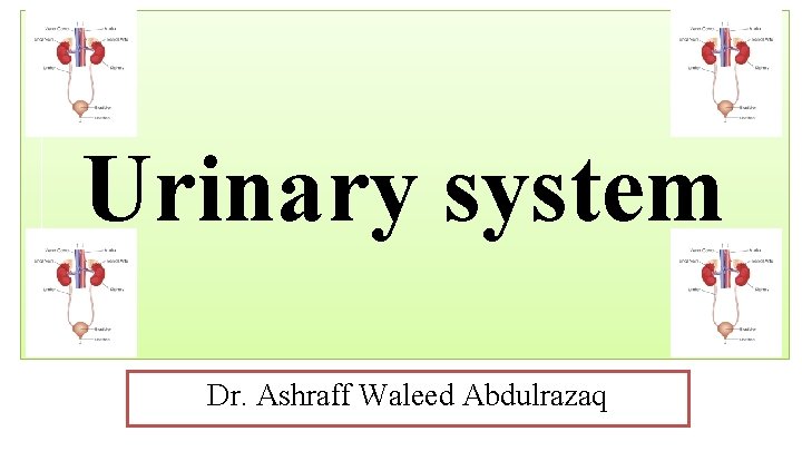 Urinary system Dr. Ashraff Waleed Abdulrazaq 