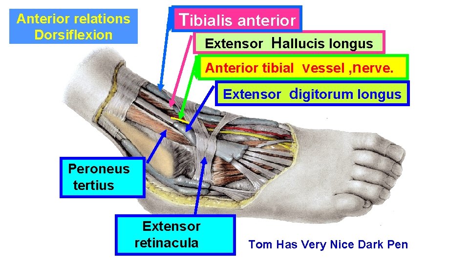 Anterior relations Dorsiflexion Tibialis anterior Extensor Hallucis longus Anterior tibial vessel , nerve. Extensor