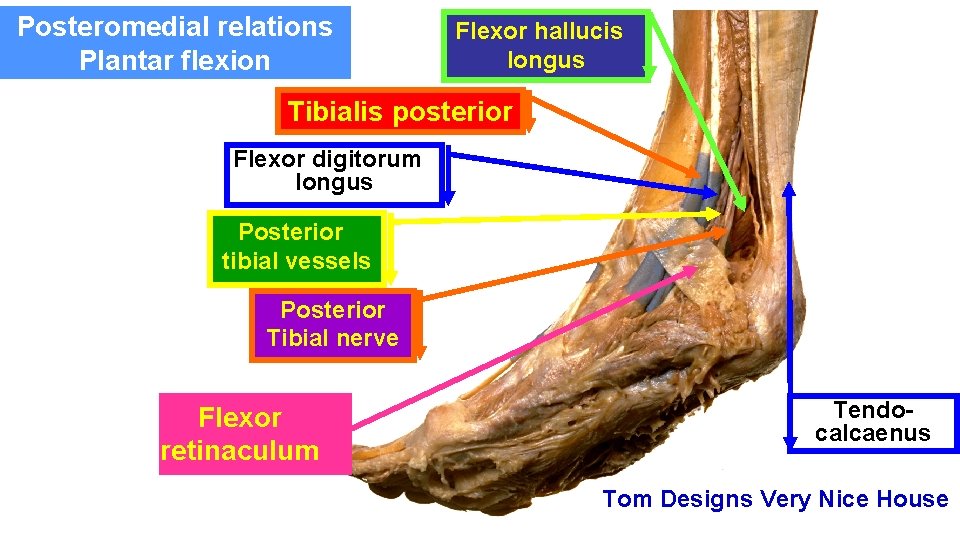 Posteromedial relations Plantar flexion Flexor hallucis longus Tibialis posterior Flexor digitorum longus Posterior tibial