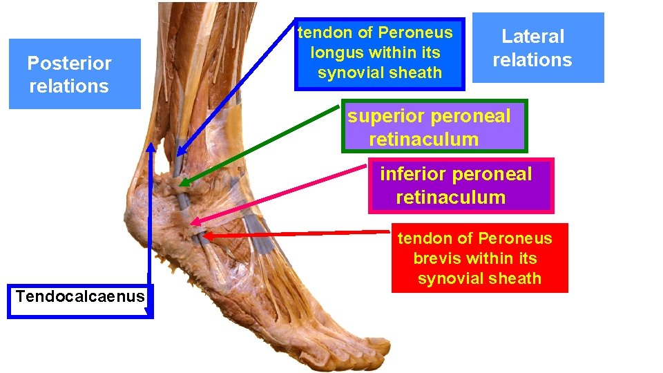 Posterior relations tendon of Peroneus longus within its synovial sheath Lateral relations superior peroneal