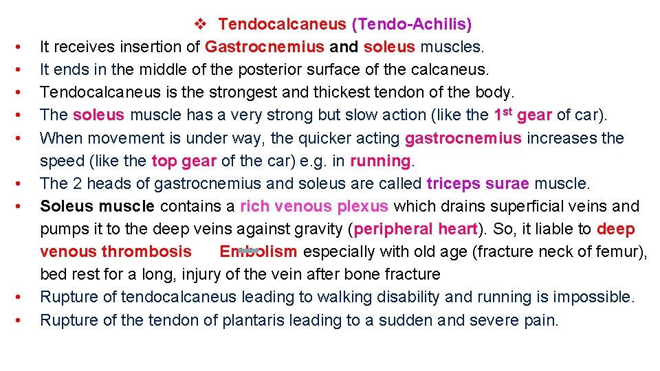  • • • v Tendocalcaneus (Tendo-Achilis) It receives insertion of Gastrocnemius and soleus