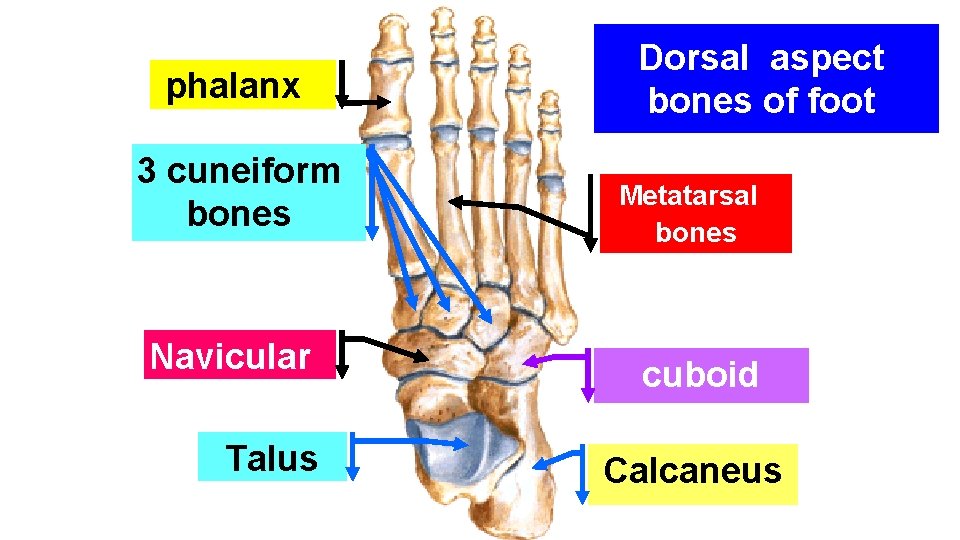 phalanx 3 cuneiform bones Navicular Talus Dorsal aspect bones of foot Metatarsal bones cuboid