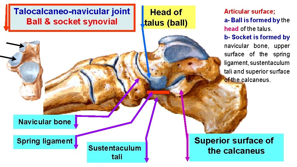 Talocalcaneo-navicular joint Ball & socket synovial Head of talus (ball) Articular surface; a- Ball