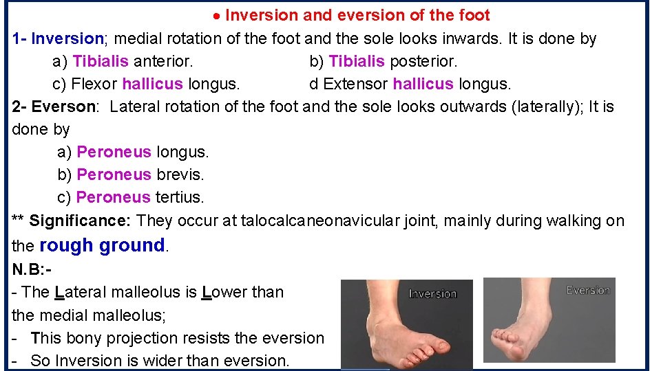  Inversion and eversion of the foot 1 - Inversion; medial rotation of the