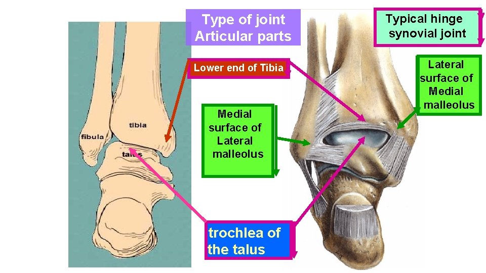 Type of joint Articular parts Lower end of Tibia Medial surface of Lateral malleolus