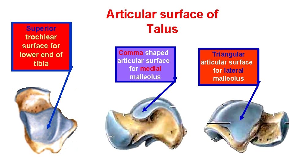 Superior trochlear surface for lower end of tibia Articular surface of Talus Comma shaped
