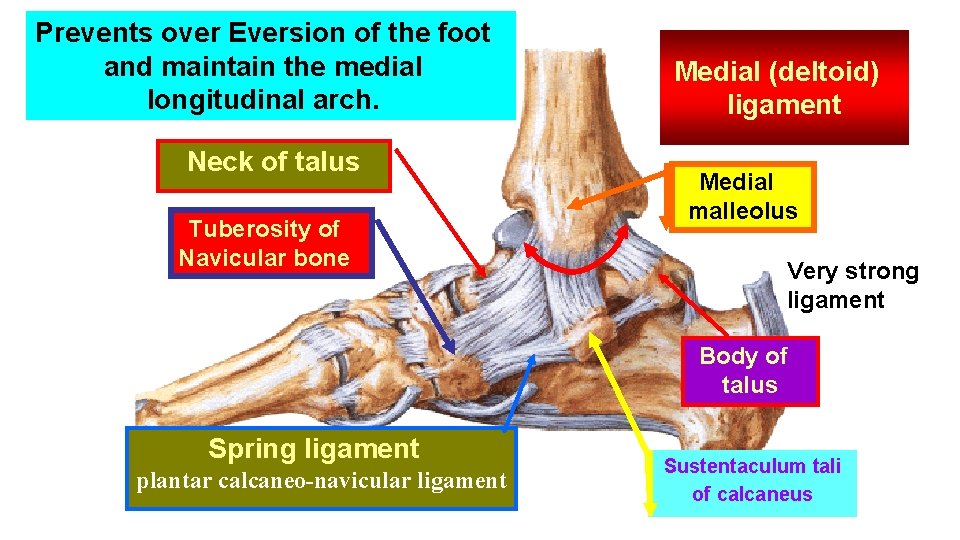 Prevents over Eversion of the foot and maintain the medial longitudinal arch. Neck of