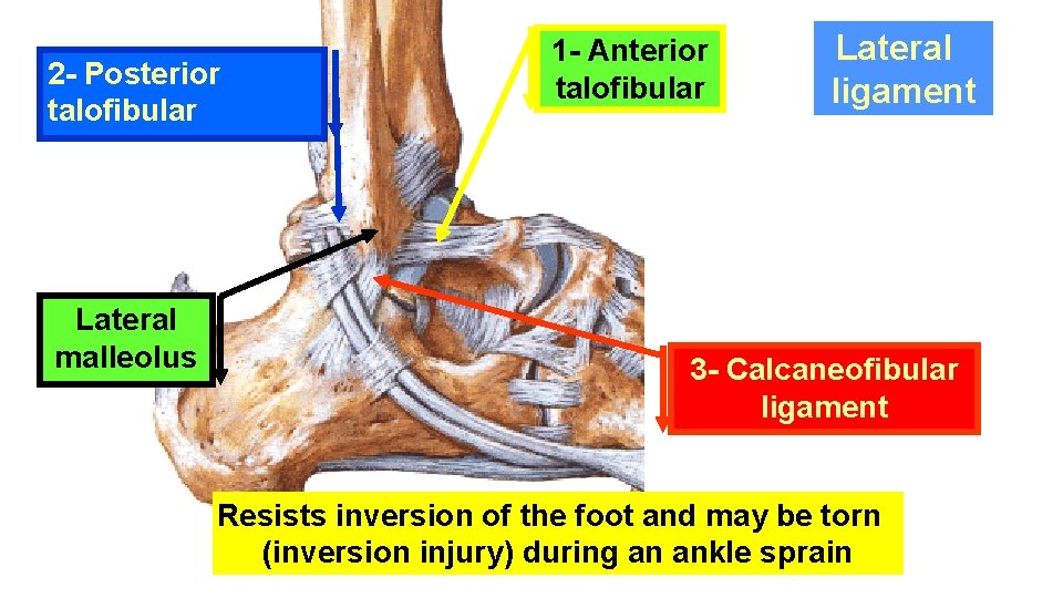 2 - Posterior talofibular Lateral malleolus 1 - Anterior talofibular Lateral ligament 3 -