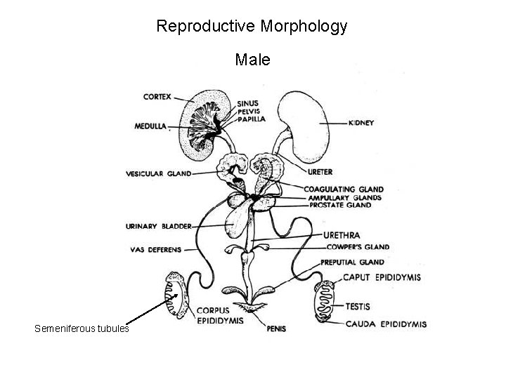 Reproductive Morphology Male Semeniferous tubules 