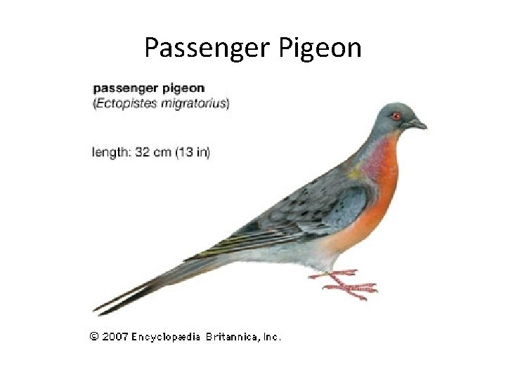 Passenger Pigeon 