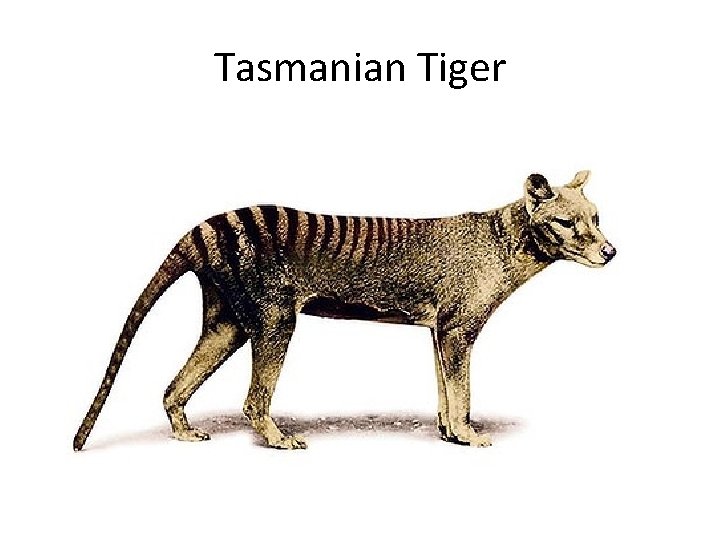 Tasmanian Tiger 