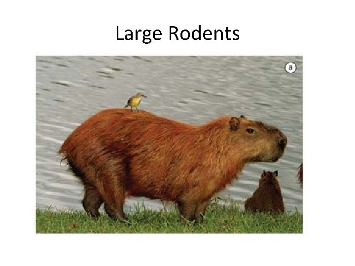 Large Rodents 