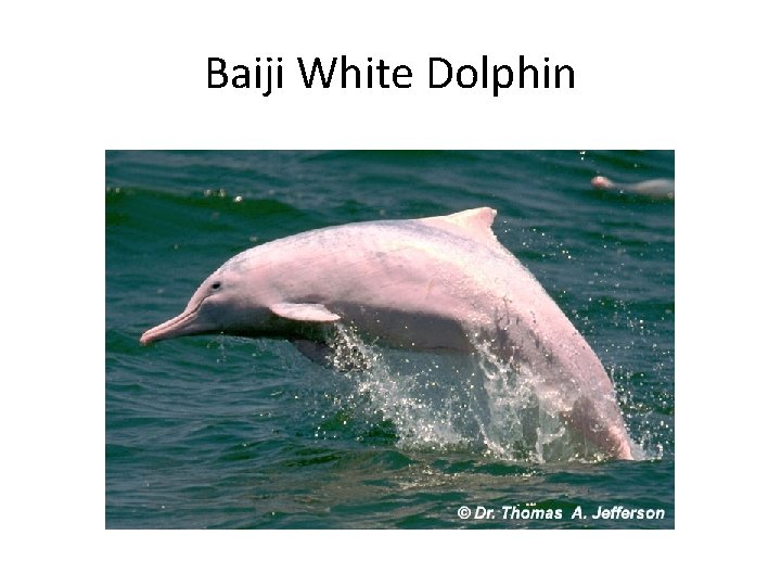 Baiji White Dolphin 