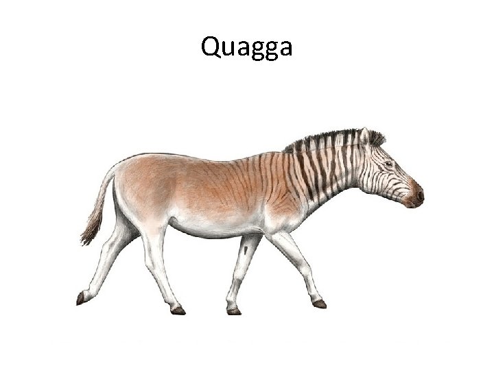 Quagga 