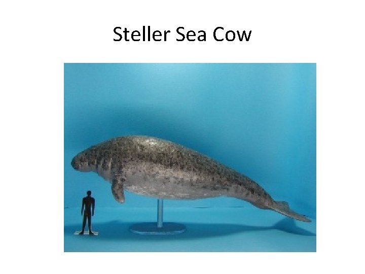 Steller Sea Cow 