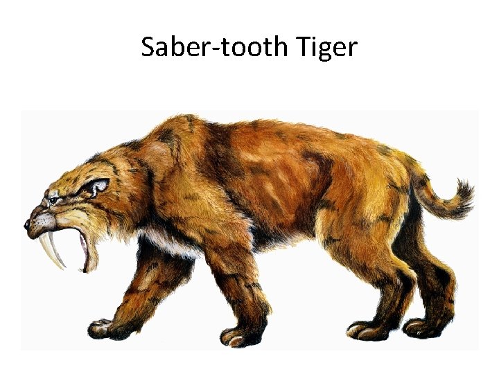 Saber-tooth Tiger 